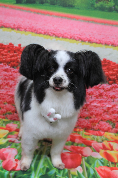 茨城県龍ヶ崎市のパピヨンのトリミング画像