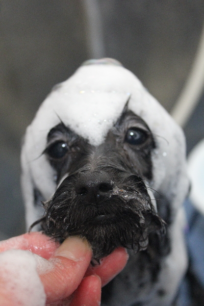 千葉県千葉市のミックス犬シャンプー画像
