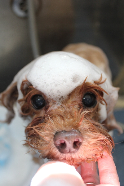 千葉県船橋市のトイプードルのシャンプー画像