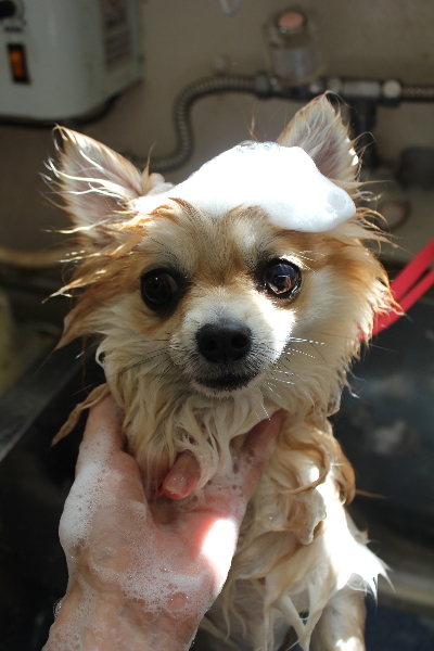 千葉県船橋市のミックス犬のシャンプー画像