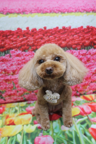 神奈川県横浜市のトイプードルのトリミング画像