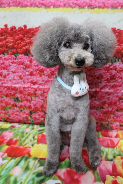 千葉県船橋市のトイプードルのトリミング画像