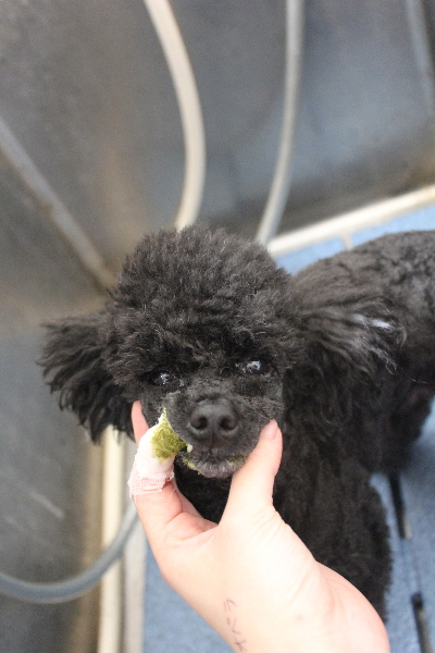 千葉県鎌ヶ谷市のトイプードルの歯磨き画像