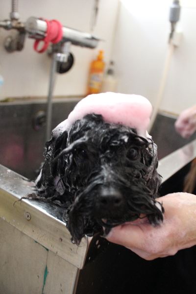 千葉県鎌ケ谷市のトイプードルのピンクパック画像