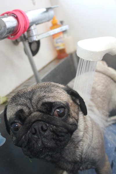 千葉県鎌ケ谷市のパグのオゾンシャワー画像