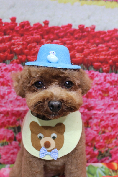 千葉県鎌ケ谷市トイプードルのトリミング画像