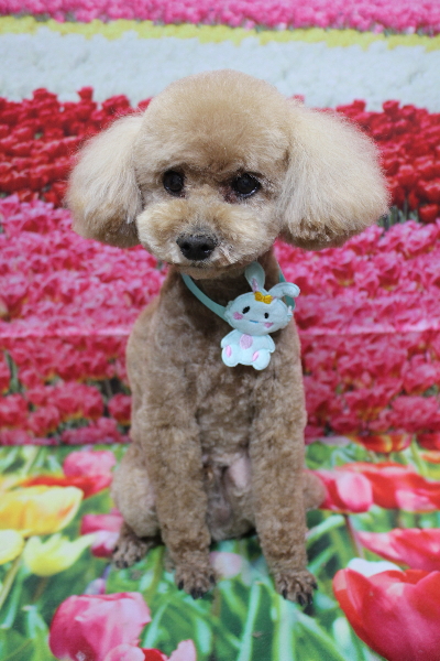 千葉県鎌ヶ谷市のトイプードルのトリミング画像