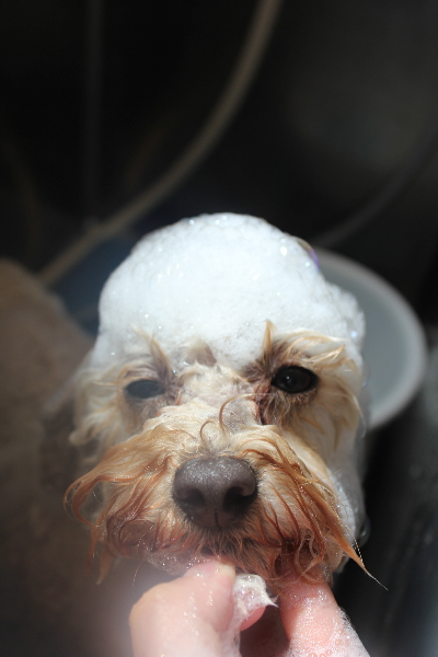 千葉県鎌ヶ谷市のトイプードルのシャンプー画像
