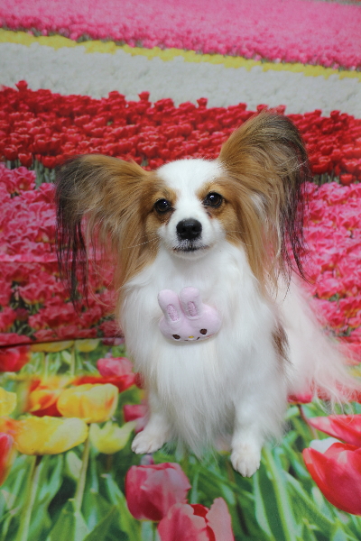 千葉県鎌ヶ谷市のパピヨンのトリミング画像