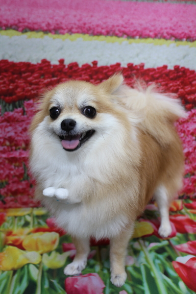 千葉県船橋市のミックス犬のトリミング画像