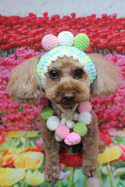 神奈川県横浜市のトイプードルのトリミング画像