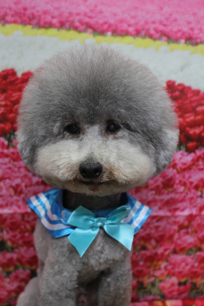 千葉県船橋市のトイプードルのトリミング画像