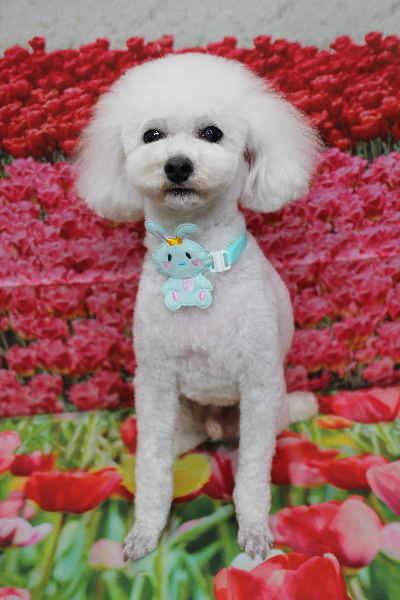 千葉県市川市のトイプードルのトリミング画像