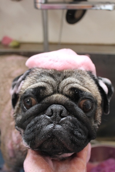 千葉県鎌ケ谷市のパグのピンクパック画像