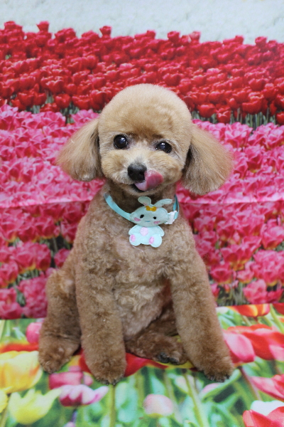 千葉県鎌ケ谷市のトイプードルのトリミング画像