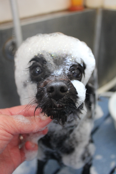 千葉県鎌ヶ谷市のトイプードルのシャンプー画像