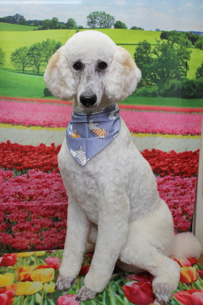 千葉県鎌ケ谷市のスタンダードプードルトリミング画像