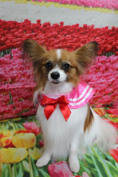 千葉県鎌ヶ谷市のパピヨンのトリミング画像