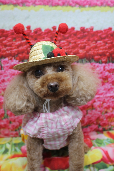 神奈川県横浜市のトイプードルのトリミング画像
