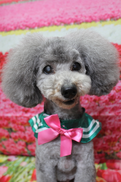 千葉県船橋市のトイプードルのトリミング画像