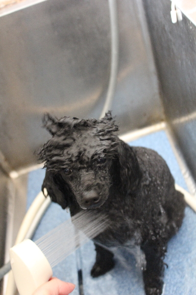 千葉県鎌ヶ谷市のトイプードルのオゾンシャワー画像