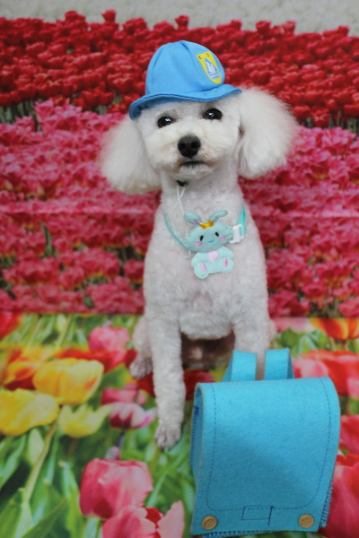 千葉県市川市のトイプードルのトリミング画像