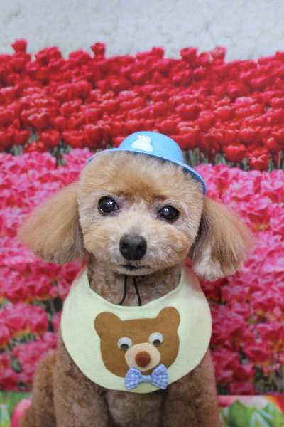 千葉県鎌ケ谷市のトイプードルのトリミング画像