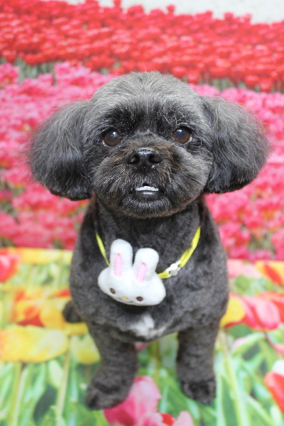 千葉県船橋市ミックス犬のトリミング画像