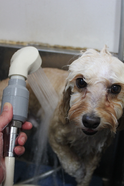 千葉県鎌ヶ谷市のミックス犬のオゾンシャワー画像