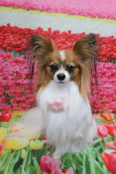 千葉県鎌ヶ谷市のパピヨンのトリミング画像