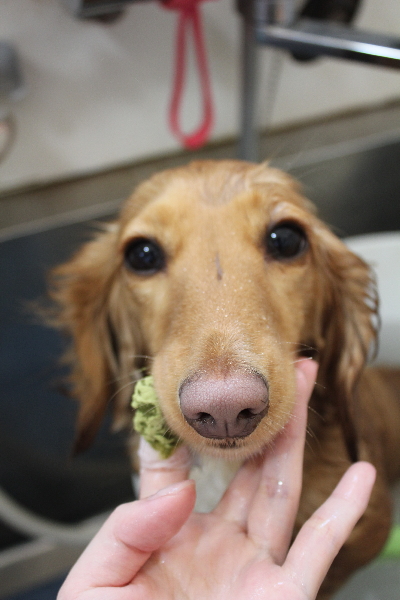 千葉県船橋市のミニチュアダックスの歯磨き画像