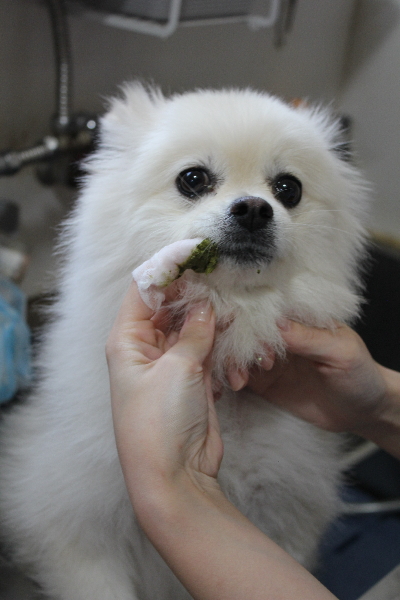 東京都港区のポメラニアンの歯磨き画像