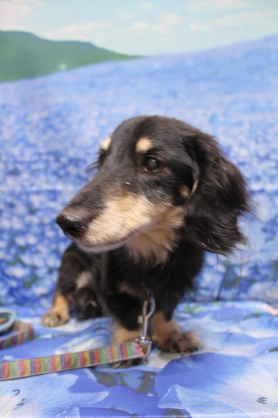 千葉県鎌ヶ谷市のミニチュアダックスのトリミング前画像