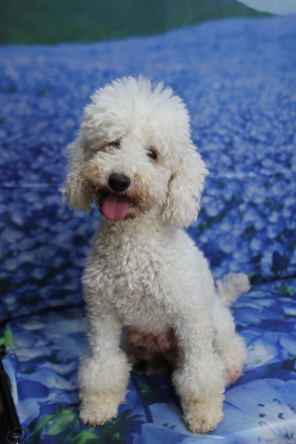 トイプードルブリーダーの成犬、トリミング前画像