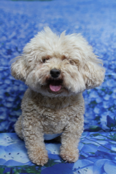 千葉県鎌ケ谷市のトイプードルのトリミング前画像