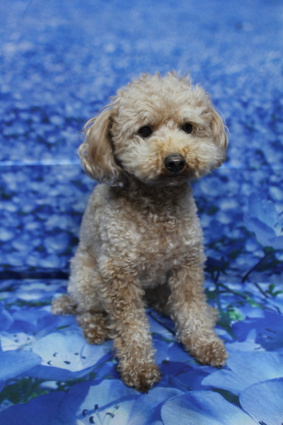 千葉県船橋市のトイプードルのトリミング前画像