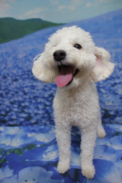 千葉県船橋市のトイプードルのトリミング前画像