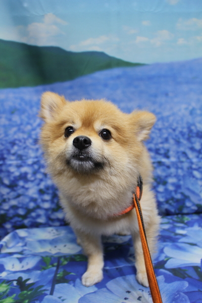 千葉県船橋市ポメラニアンのトリミング前画像