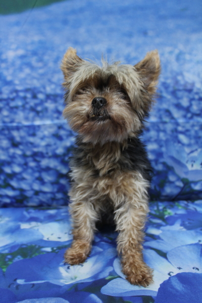 千葉県船橋市のヨークシャテリアのトリミング前画像