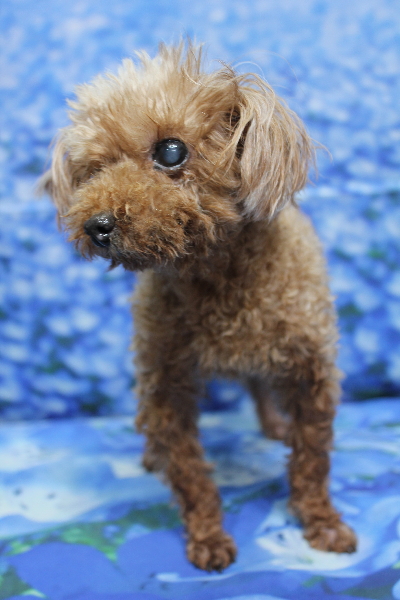 千葉県船橋市のトイプードルのトリミング前画像