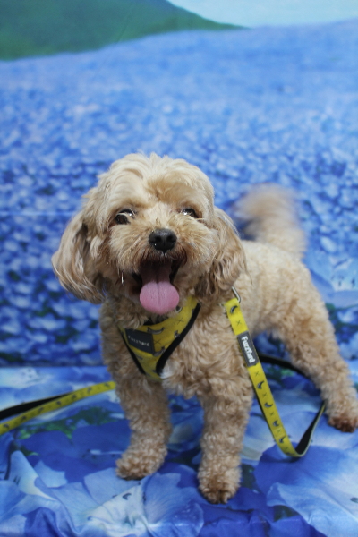 千葉県船橋市のミックス犬のトリミング前画像