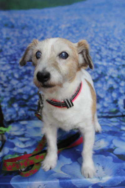 千葉県船橋市のジャックラッセルのトリミング前画像