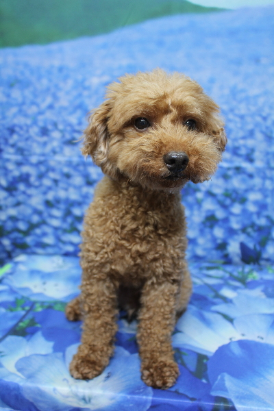 千葉県船橋市のトイプードルのトリミング前画像