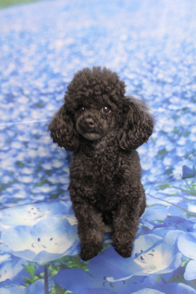 千葉県鎌ヶ谷市のトイプードルのトリミング前画像