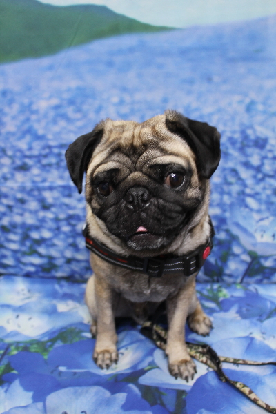 千葉県鎌ケ谷市のパグのトリミング前画像