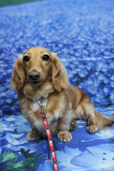 千葉県船橋市のミニチュアダックスのトリミング前画像