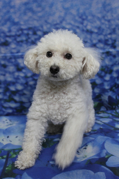 千葉県船橋市のトイプードルのトリミング画像