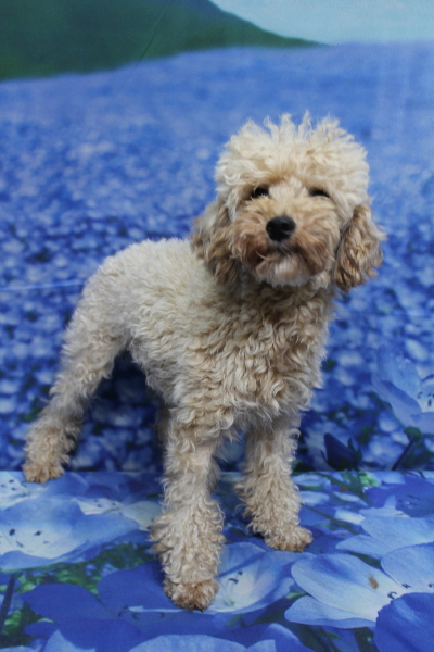 トイプードルブリーダーの成犬、トリミング前画像