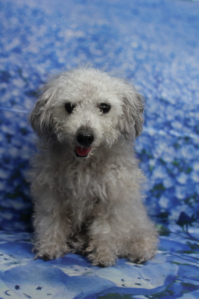 千葉県船橋市のトイプードルのトリミング前画像