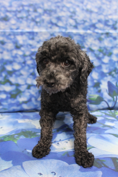 トイプードルブリーダーの成犬、トリミング画像